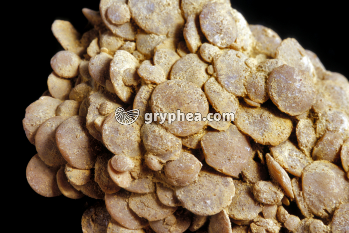 Nummulites agglomérées (Nummulites laevigatus) - Lutétien - Soissons - gryphea.org